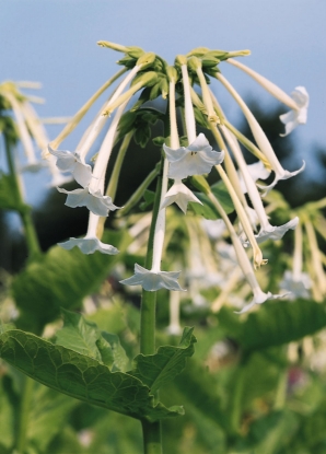 Picture of Nicotiana - White Trumpets